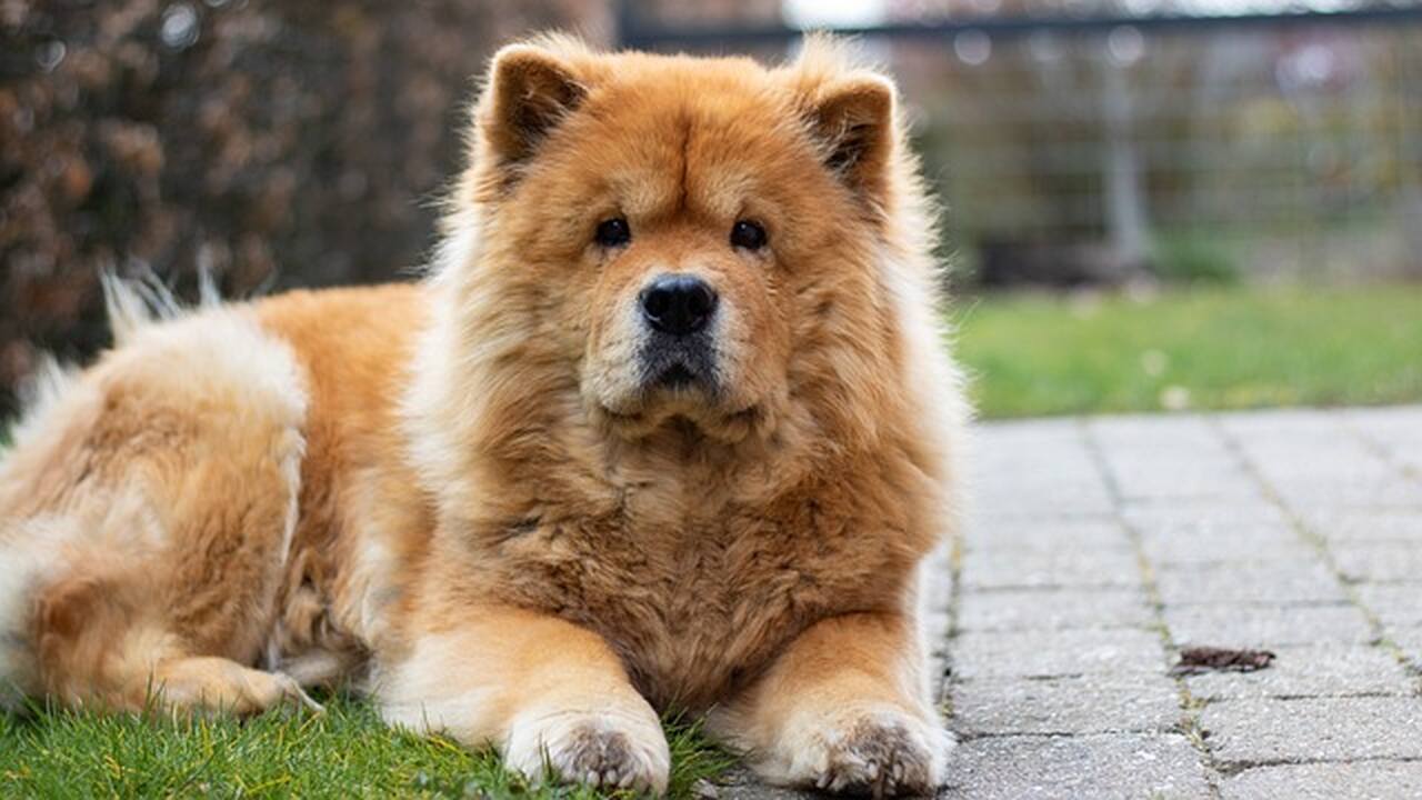 3º lugar - Chow Chow – até R$?50.000. Da China antiga, tem aparência de leão, língua azul, postura reservada e é leal a um único tutor.