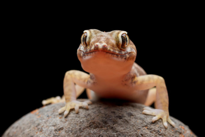 Lagartixa