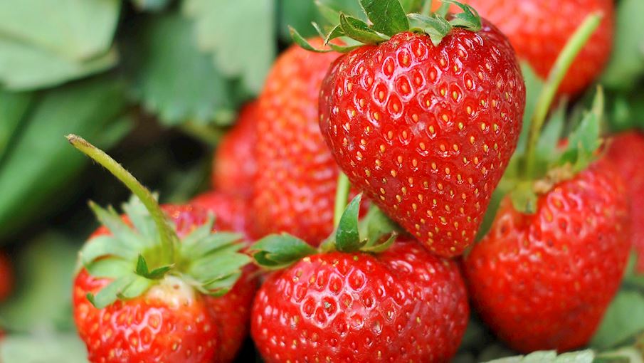 5. Truskawka kaszubska: São morangos dos tipos Elsanta , Honeoye e Senga Sengana , cultivados em Kartuski, Ko?cierski e Bytowski, na Polônia. As variedades Elsanta e Honeoye são destinadas ao consumo direto, com polpa suculenta e firme. A variedade Senga Sengana é destinada ao processamento, com polpa firme e dura. - Divulgação/TasteAtlas
