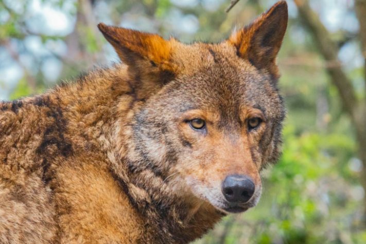 Lobo-vermelho