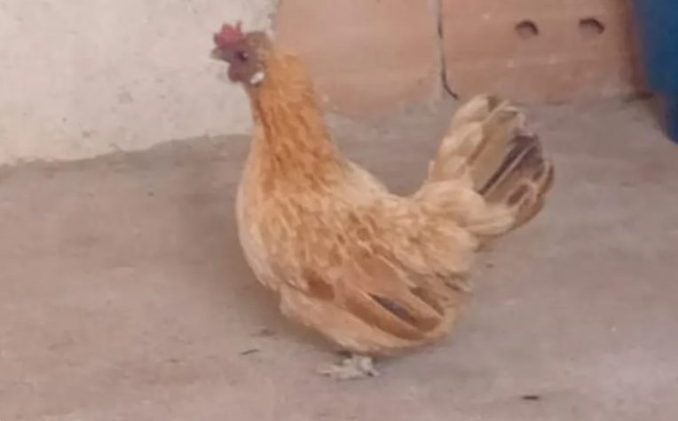 Galinha 'mineira' bota ovo em formato de biscoito de polvilho