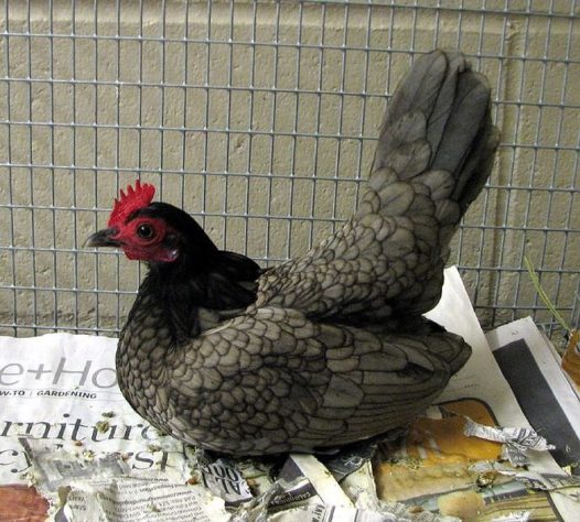 Galinha 'mineira' bota ovo em formato de biscoito de polvilho
