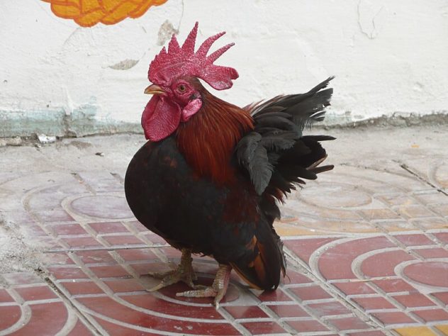 Galinha 'mineira' bota ovo em formato de biscoito de polvilho