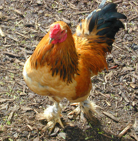 Galinha 'mineira' bota ovo em formato de biscoito de polvilho