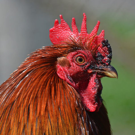 Galinha 'mineira' bota ovo em formato de biscoito de polvilho