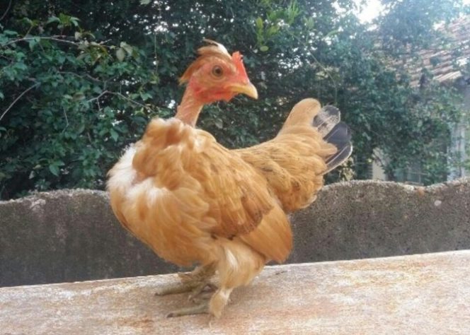 Galinha 'mineira' bota ovo em formato de biscoito de polvilho