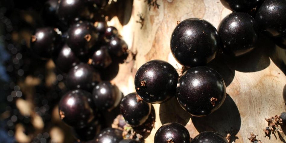 Jabuticaba