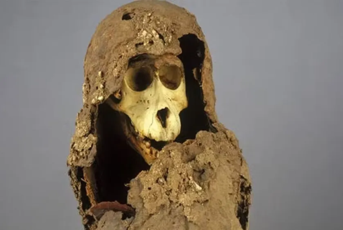 DNA de múmias de babuínos traz pistas de reino africano perdido
