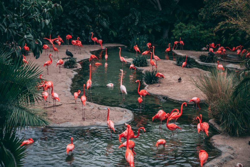 A alta concentração de aves em um único espaço, embora vantajosa em termos de proteção, também aumenta a vulnerabilidade a eventos isolados. Por isso, o monitoramento constante e a gestão cuidadosa dos recintos são fundamentais.