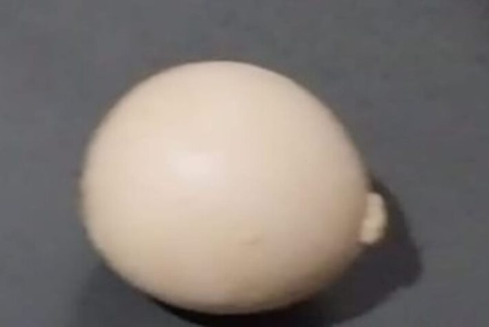 Galinha 'mineira' bota ovo em formato de biscoito de polvilho