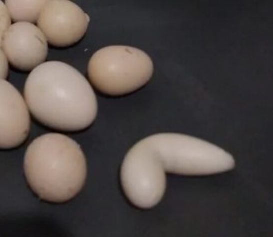 Galinha 'mineira' bota ovo em formato de biscoito de polvilho