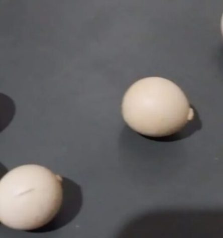 Galinha 'mineira' bota ovo em formato de biscoito de polvilho
