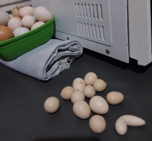 Galinha 'mineira' bota ovo em formato de biscoito de polvilho