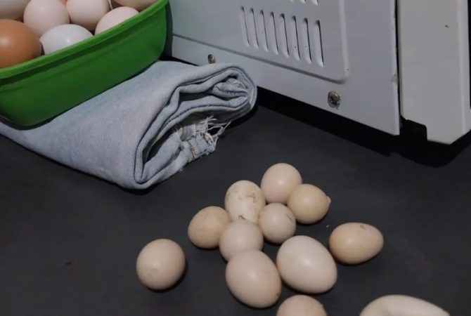 Pra quem não viu: Galinha bota ovo deformado e sem gema