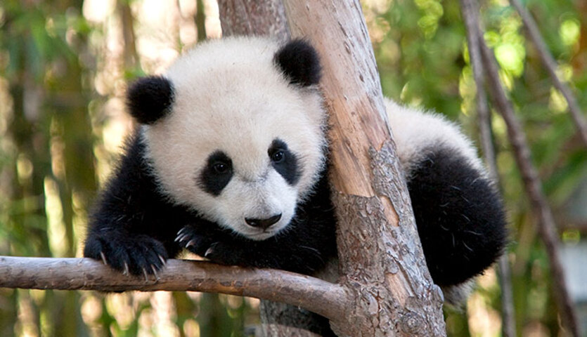 Panda-gigante - Os pandas são animais extremamente solitários, vivendo isolados na floresta e se aproximando apenas para a reprodução.