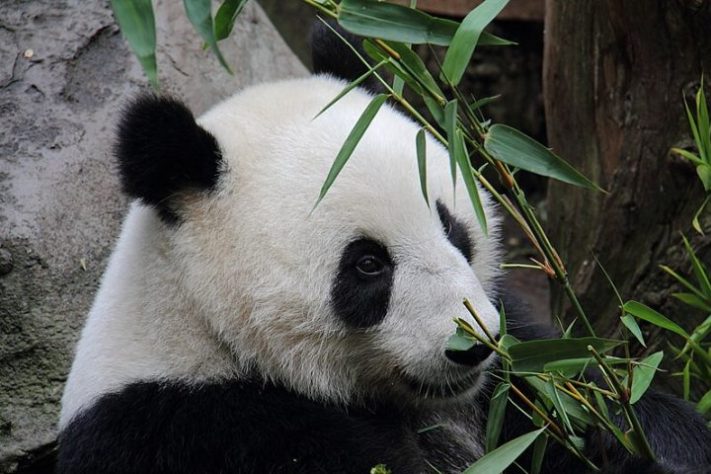 Panda Gigante, animal que é símbolo da China - Randychiu/Wikimedia Commons