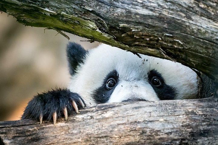 <p>Durante décadas, os pandas foram símbolo de espécies ameaçadas, mas esforços de conservação, criação de reservas naturais e reprodução em cativeiro ajudaram a aumentar a população.</p>
