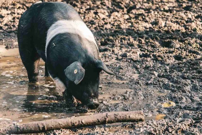 Cidade do Paraná faz estrume de porco virar energia elétrica