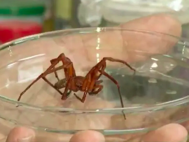 aranhas