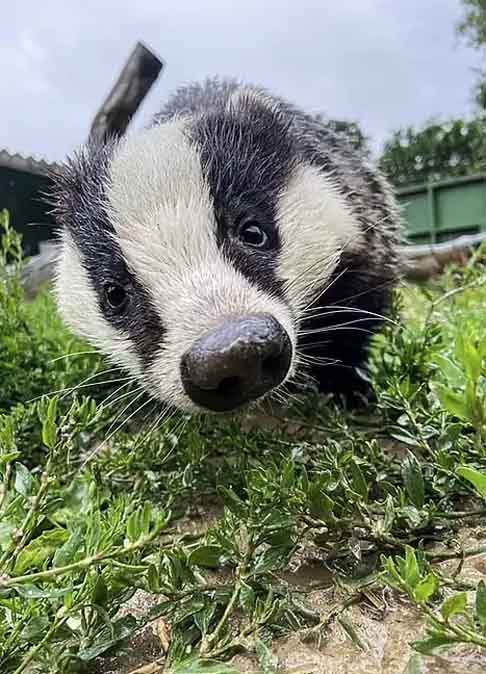 Finalmente, historicamente, o naturalista sueco Carl Linnaeus chamou o texugo de 