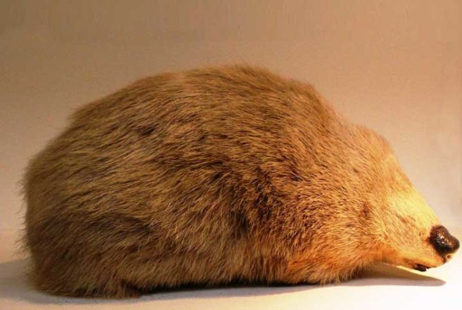 Relembre: Toupeira-dourada volta a aparecer na África do Sul após quase 90 anos