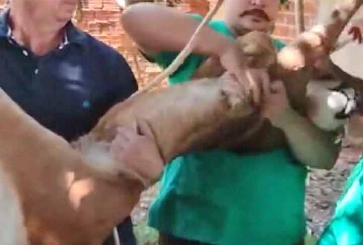 A onça, macho de 45 kg, 1,87m de comprimento e 50 cm de largura. foi levada para uma reserva natural. Mas os moradores ficaram preocupados, pois a região tem um corredor ecológico e eles temiam que um novo animal selvagem aparecesse. 