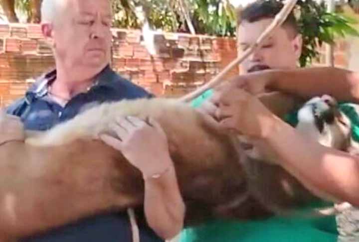 Bombeiros, veterinários e uma equipe do Insittuto Água e Terra fizeram o resgate. Os profissionais tiveram que dopar o animal. A onça, macho de 45 kg, 1,87m de comprimento e 50 cm de largura. foi levada para uma reserva natural. 