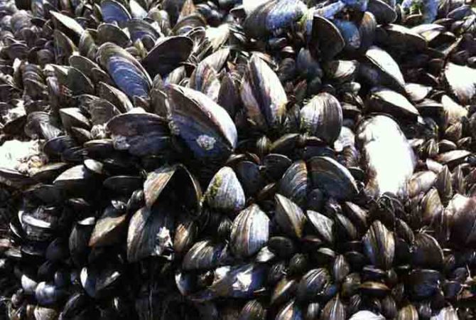 Santa Catarina lidera produção de moluscos bivalves no Brasil
