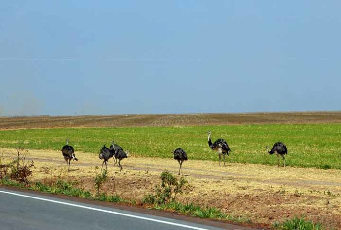 Cerrado