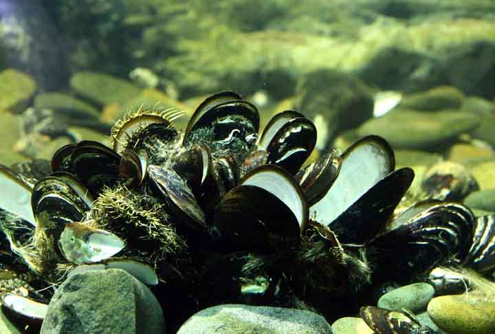 <p>As toxinas são produzidas por algas ou microorganismos que geralmente estão presentes na água. Os resultados são utilizados nos programas de Análises de Perigos e Pontos Críticos de Controle (APPCC) das indústrias beneficiadoras de moluscos.</p>
