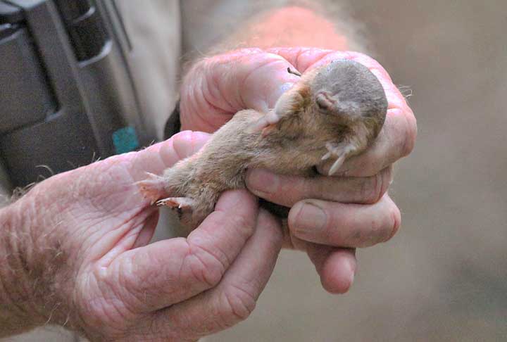Eles então comunicaram que estavam convencidos de que seria necessário apenas o método de detecção correto e o momento certo para encontrar a toupeira-dourada De Winton.