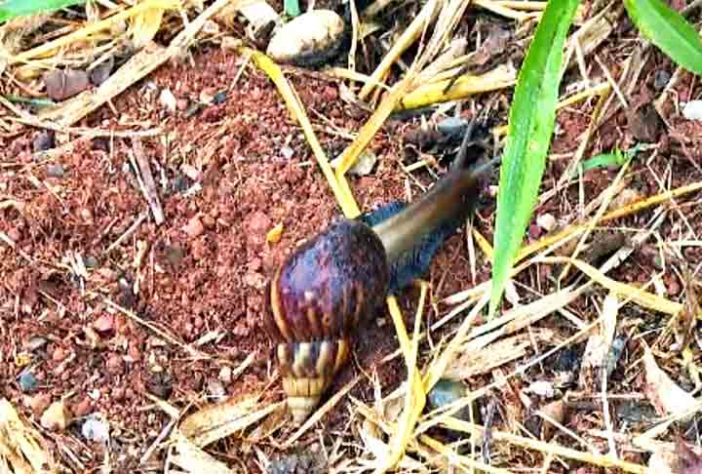 Caramujos africanos em Águas Claras, Distrito Federal