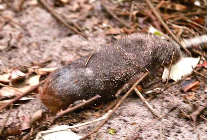 Toupeira Dourada 