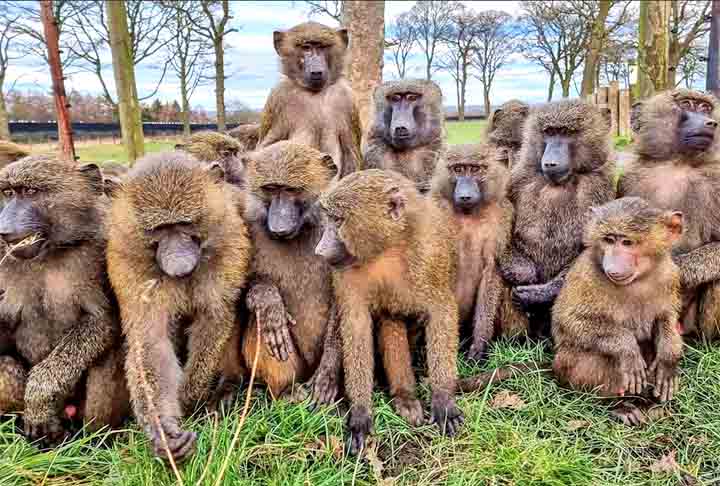 Um leopardo geralmente caça impalas e por vezes gnus, ruminantes presentes na savana. Às vezes, pode atacar bandos de babuínos  (foto) quando estes invadem seu território em busca de alimento ou abrigo. 