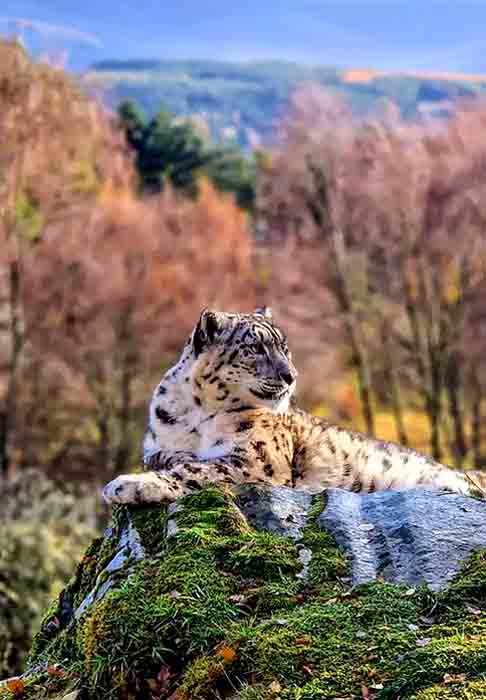 Os leopardos estão distribuídos pela África e Ásia e ocupam uma grande variedade de habitat. São observados, por exemplo, em regiões de savanas, florestas, bosques, habitat montanhosos e até desertos.

