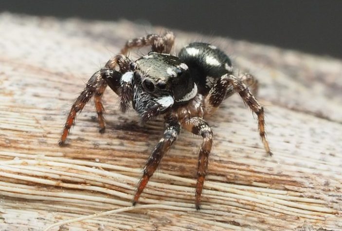 Pesquisadores descobrem 'aranha com luvas de boxe' na Antártica