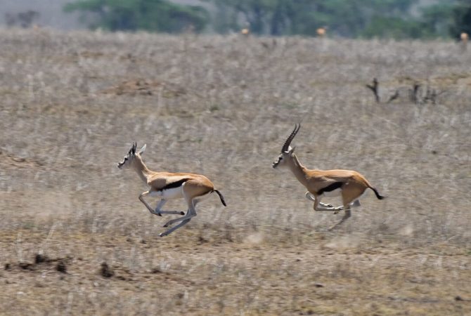 Os animais mais velozes do mundo