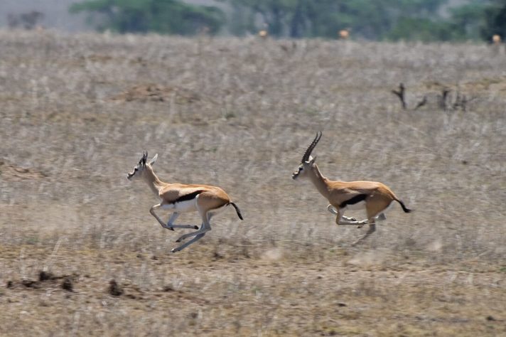 Animais rápidos 