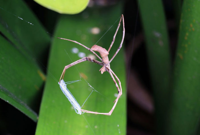 Pesquisadores descobrem 'aranha com luvas de boxe' na Antártica