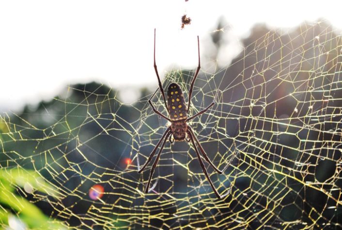 Pesquisadores descobrem 'aranha com luvas de boxe' na Antártica