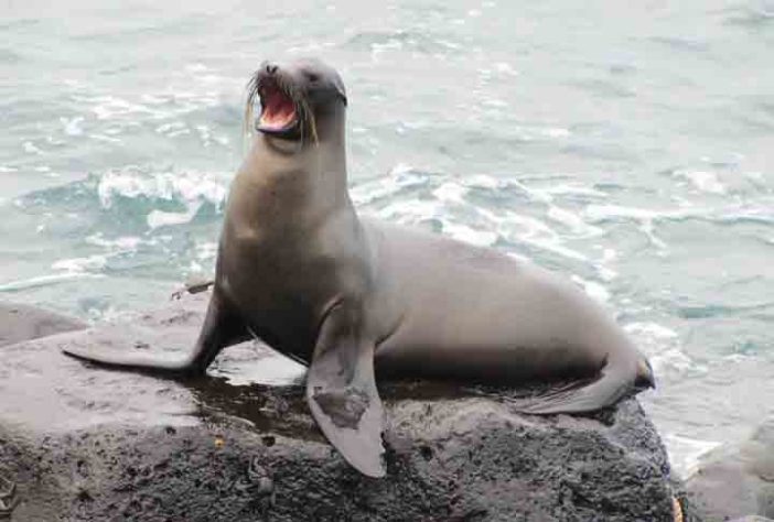 Leão Marinho - sebastian_photos/Pixabay