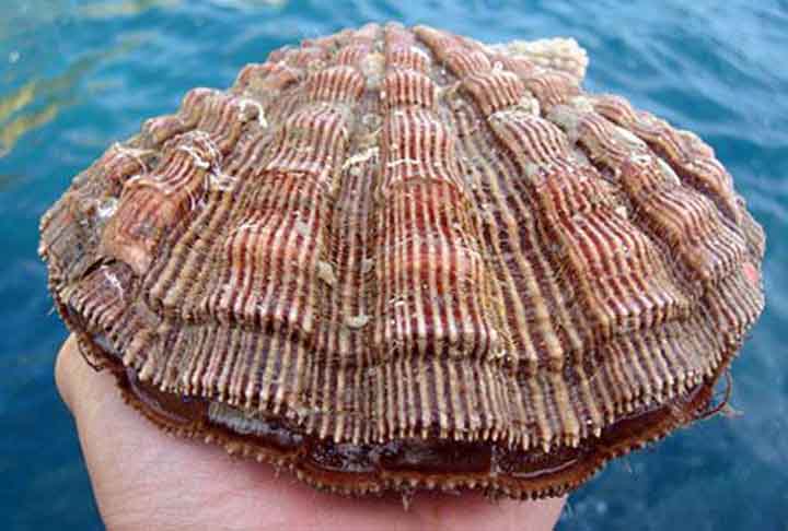<p>As vieiras são moluscos bivalves marinhos da família Pectinidae. Encontram-se em vários oceanos, sobretudo na América do Norte, norte da Europa, e Japão, sendo bastante apreciadas como alimento refinado.</p>
