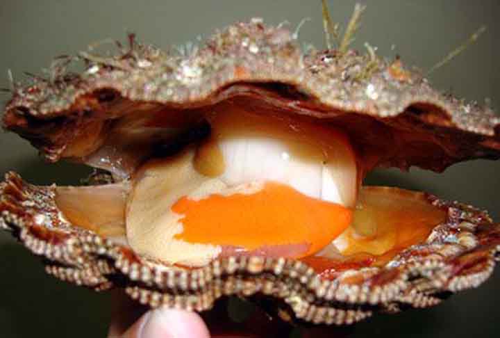 <p>A concha dos bivalves é em primeira análise semelhante à dos braquiópodes, uma vez que é constituída por duas valvas. A principal diferença reside no fato de, nos braquiópodes, as duas valvas serem desiguais (inequivalves), mas simétricas em relação a um plano médio imaginário.</p>
