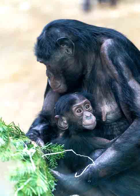 8. Os chimpanzés, assim como os seres humanos, passam pela menopausa - Descobertas Científicas