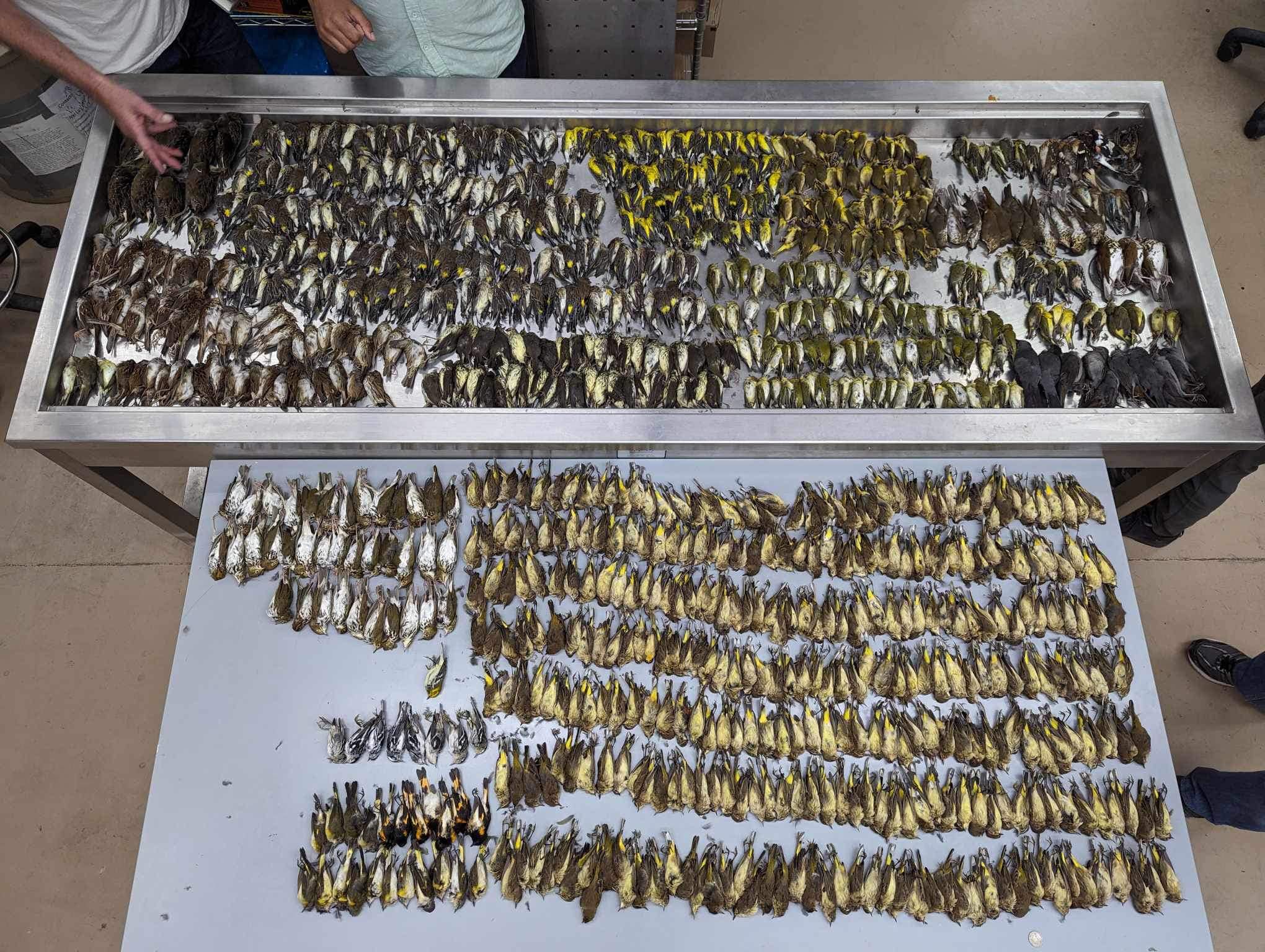Nesse caso, quase mil aves morreram após colidirem com o prédio espelhado. Cientistas afirmaram que dezenas de espécies foram afetadas. Essa não é a primeira vez que aves aparecem mortas no entorno do centro de convenções de Chicago.