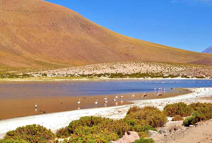 E encerrando o passeio está o Deserto do Atacama, o mais alto e seco do mundo. Paisagens espetaculares, com vulcões, salares, lagunas, formações rochosas e um céu estrelado incomparável. Os passeios em San Pedro de Atacama contemplam Vale da Lua e Vale da Morte, Piedras Rojas, entre outros clássicos. - Julian Hacker por Pixabay
