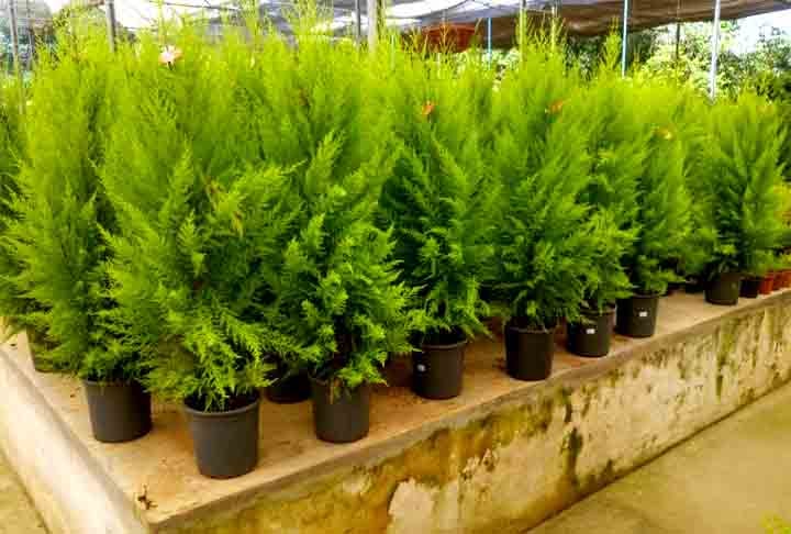 Letônia e Estônia, dois países bálticos, disputam entre si o feito de ter montado a primeira Árvore de Natal. Outros historiadores afirmam que existem registros de que a primeira foi montada em Estrasburgo, em 1539. Atualmente, essa cidade é francesa, mas, no século 16, ela era considerada alemã. 