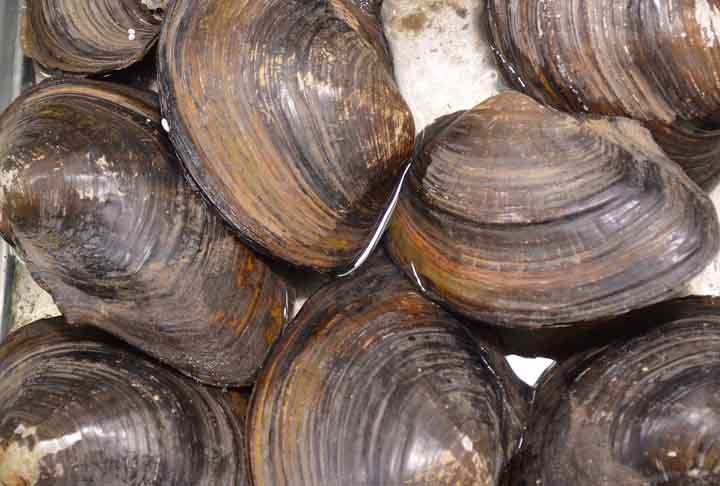 <p>No Estado, existe o Programa Estadual de Controle Higiênico-Sanitário de Moluscos Bivalves. Sendo um dos procedimentos de gestão e controle sanitário da cadeia produtiva, dando garantia e segurança para os produtores e consumidores.</p>
