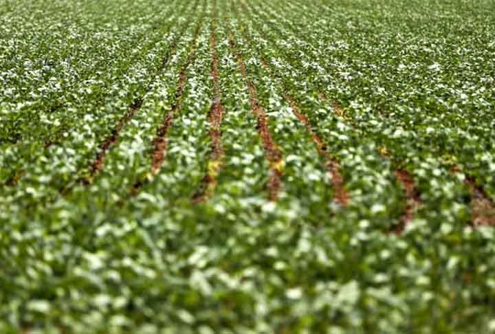 No Cerrado, 72,5% das áreas destinadas para alimentar animais têm mais 20 anos, enquanto apenas 12,5% têm entre 1 e 5 anos.