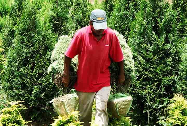 Alguns povos desenvolveram o costume de levar uma árvore para o interior de suas casas para que ela atraísse a prosperidade. Outros da Antiguidade cultuavam árvores ou as viam com algum significado religioso. À medida que o Cristianismo foi conquistando espaço na Europa, esses símbolos passaram a ser esquecidos ou cristianizados.